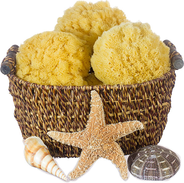 Caribbean Grass Sponges