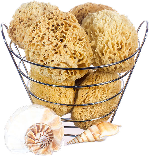 Caribbean sea sponge bathing (in 3D gift box)