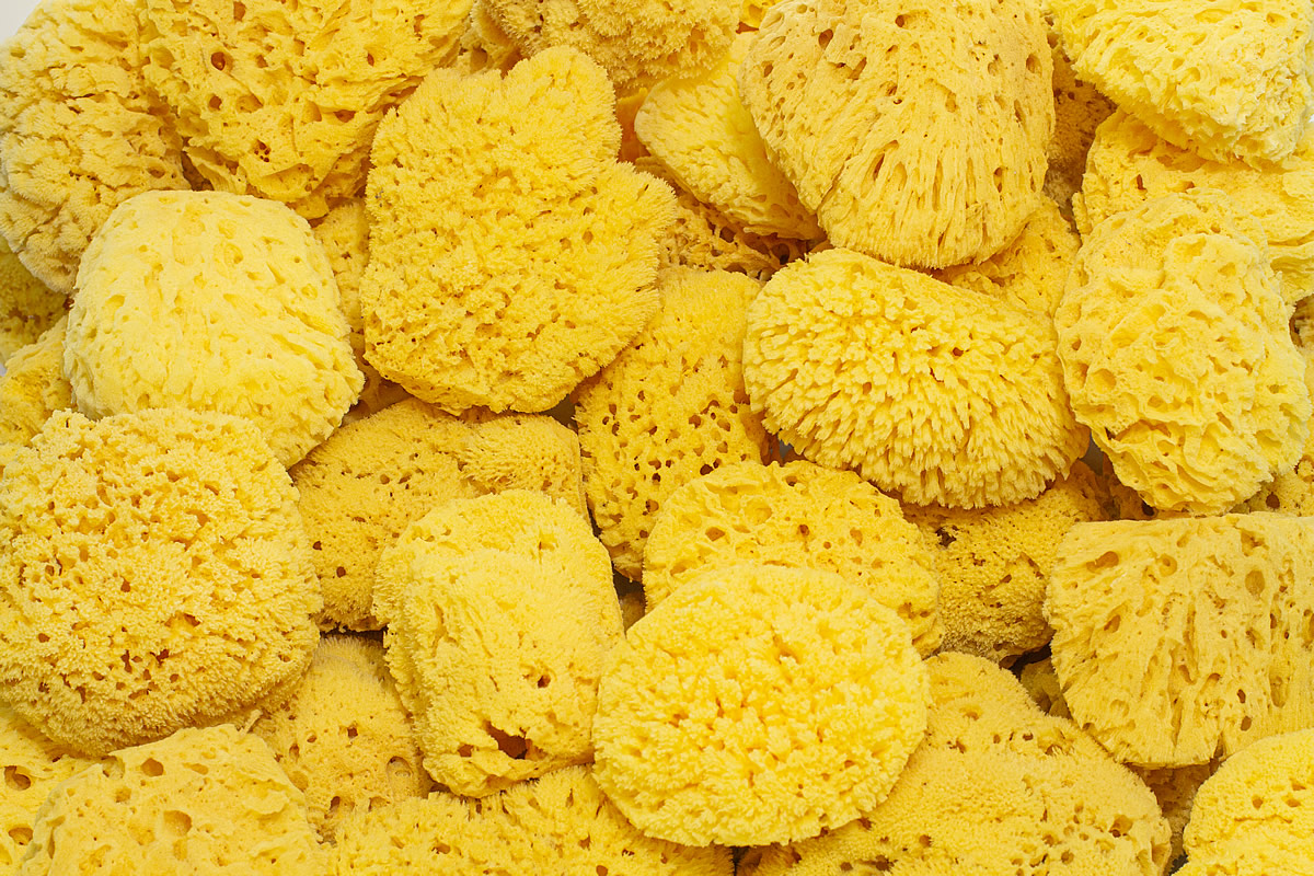 Yellow Sea Sponges