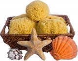 Yellow Sea Sponges in Basket