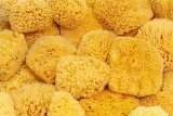 Sea Sponges for Soap Setting