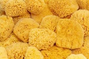 small sea sponge cuts for soap making